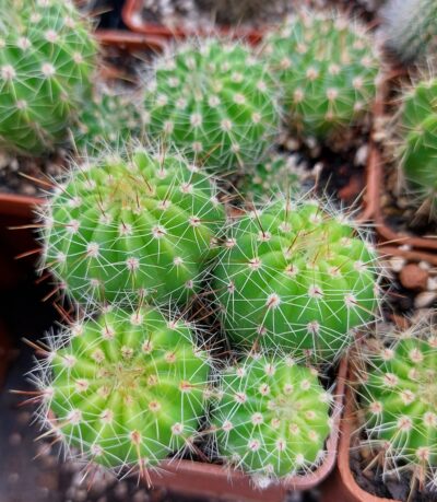 Notocactus glaucinus