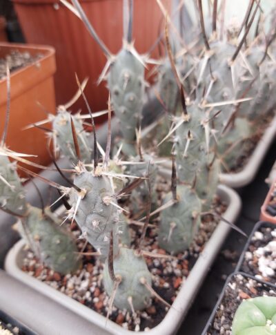 Tephrocactus articulatus - Зображення 2