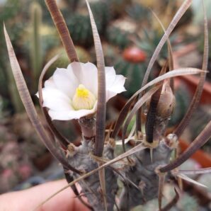Tephrocactus articulatus