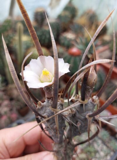 Tephrocactus articulatus