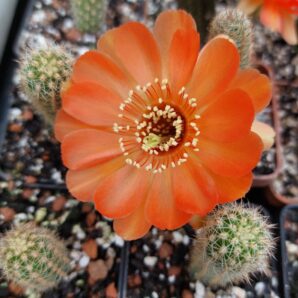 Chamaelobivia cv. "Escarlata O'hara"