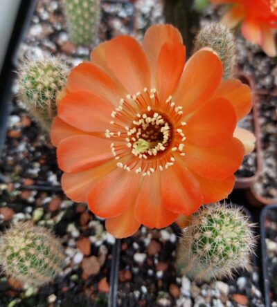 Chamaelobivia cv. "Escarlata O'hara"
