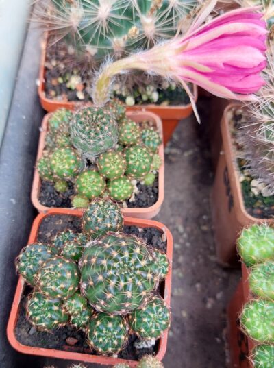 Lobivia arachnacantha v. torecilasensis