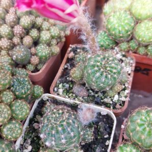 Lobivia arachnacantha v. torecilasensis