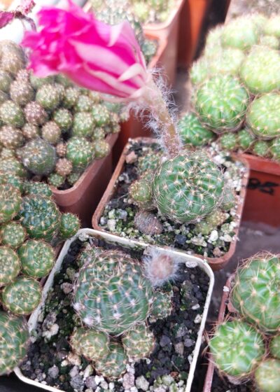 Lobivia arachnacantha v. torecilasensis