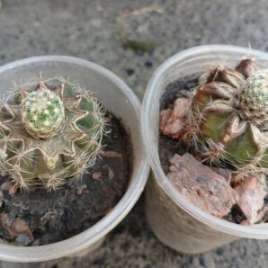 Pediocactus simpsonii HK 1101