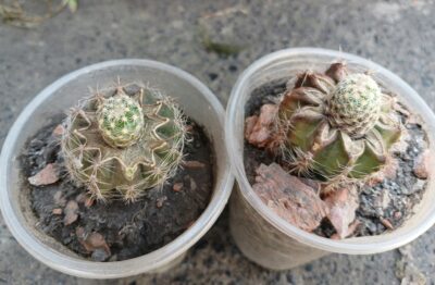 Pediocactus simpsonii HK 1101