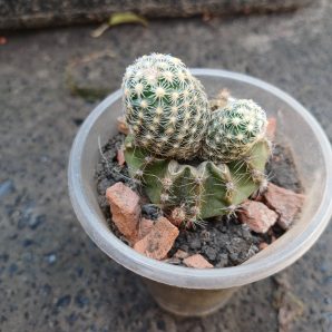 Pediocactus simpsonii HK 1101