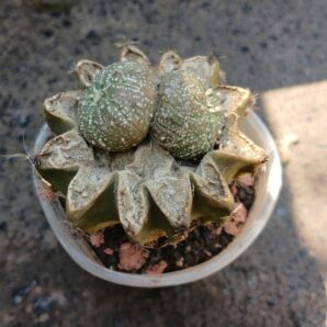 Astrophytum hybrid