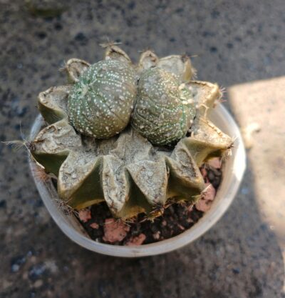 Astrophytum hybrid