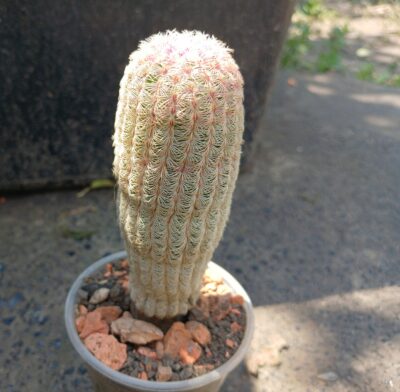 Echinocereus rigidissimus v.rubrispinus L088 - Зображення 2