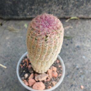 Echinocereus rigidissimus v.rubrispinus L088 | 27