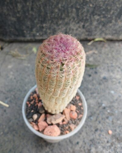 Echinocereus rigidissimus v.rubrispinus L088