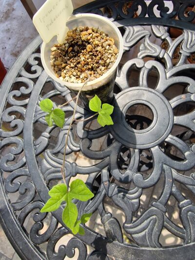 Ipomoea pubescens - Зображення 2