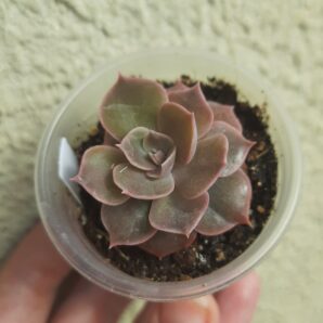 Echeveria Linda/ Rob Roy