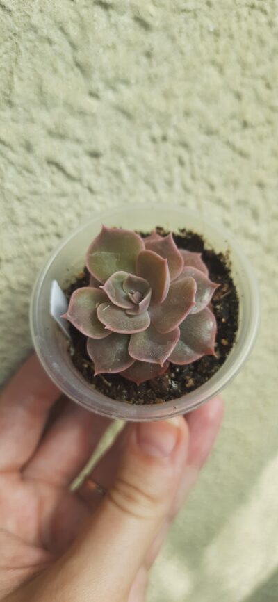 Echeveria Linda/ Rob Roy
