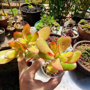 Crassula ovata Sunshine