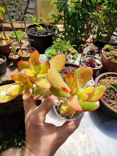 Crassula ovata Sunshine