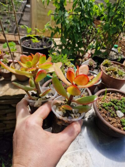 Crassula ovata Sunshine - Зображення 2