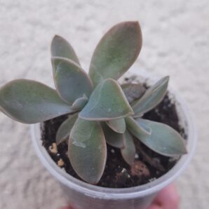 Graptoveria Fred Ives на 2 голови