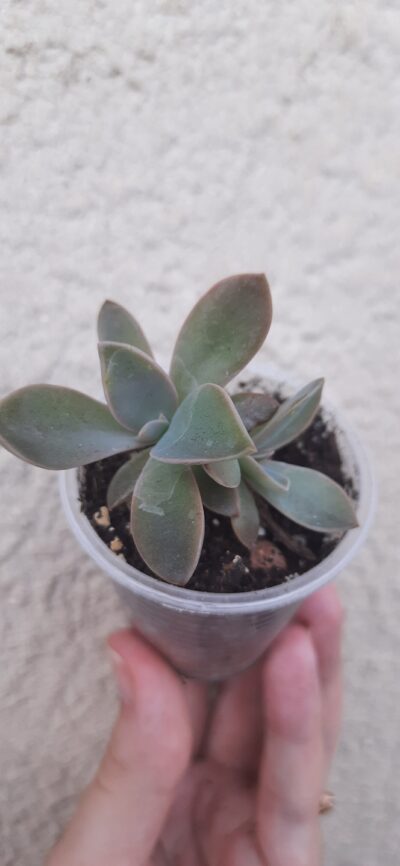 Graptoveria Fred Ives на 2 голови