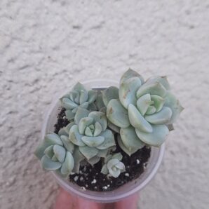 Echeveria derenbergii hybrid