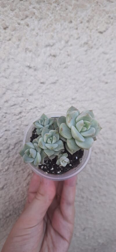 Echeveria derenbergii hybrid