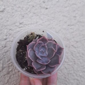 Echeveria Linda/ Rob Roy