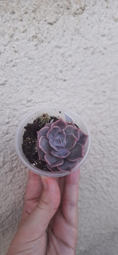Echeveria Linda/ Rob Roy