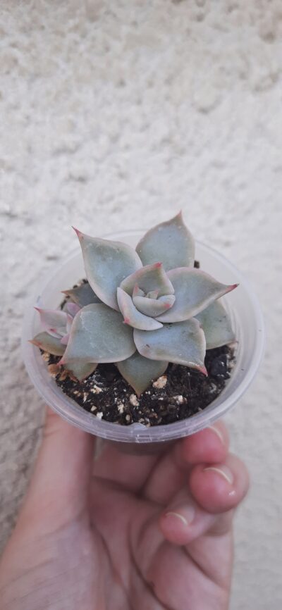 Echeveria Madiba з діткою