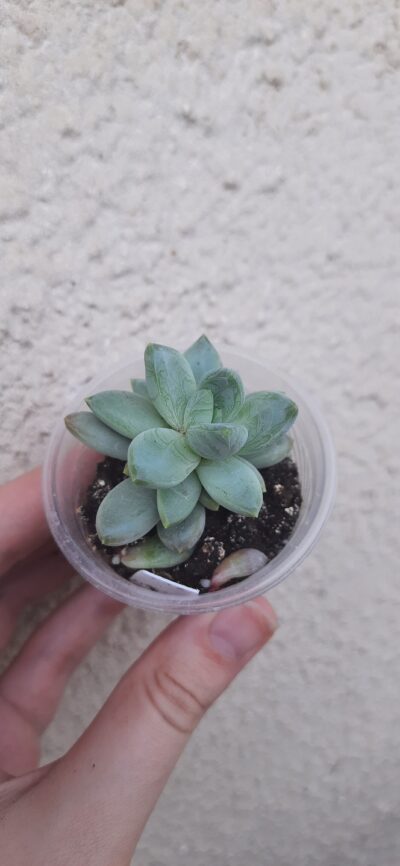 Pachyveria hookeri