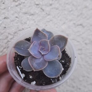 Echeveria Perle Von Nurberg