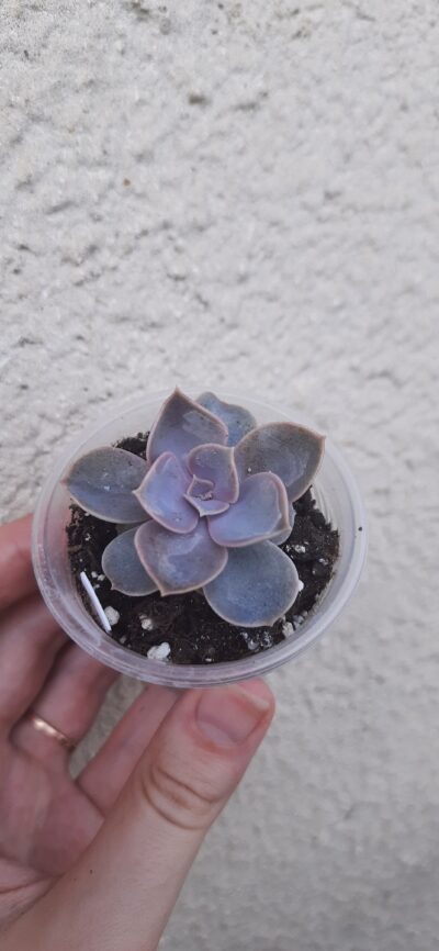 Echeveria Perle Von Nurberg
