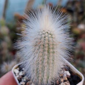 Cleistocactus strausii | 16
