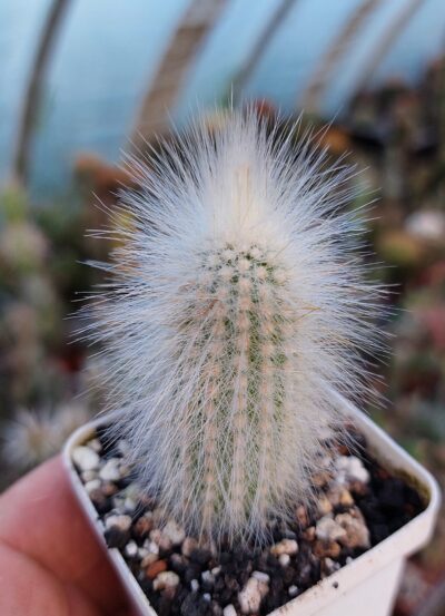 Cleistocactus strausii