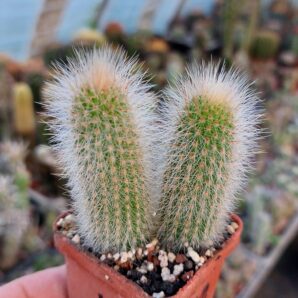 Cleistocactus sp. | 16