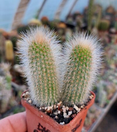 Cleistocactus sp.