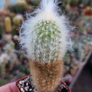 Espostoa lanata | 16