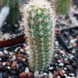Chamaelobivia cv. "Zafira"