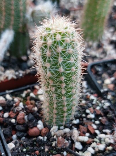 Chamaelobivia cv. "Zafira"