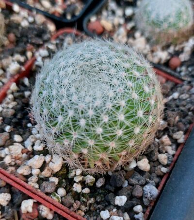 Mammillaria lenta