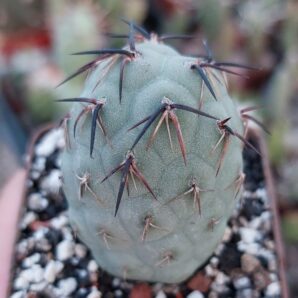 Tephrocactus alexanderi | 102