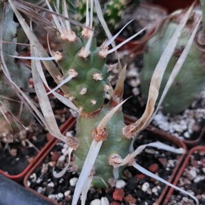 Tephrocactus articulatus v. papyracanthus