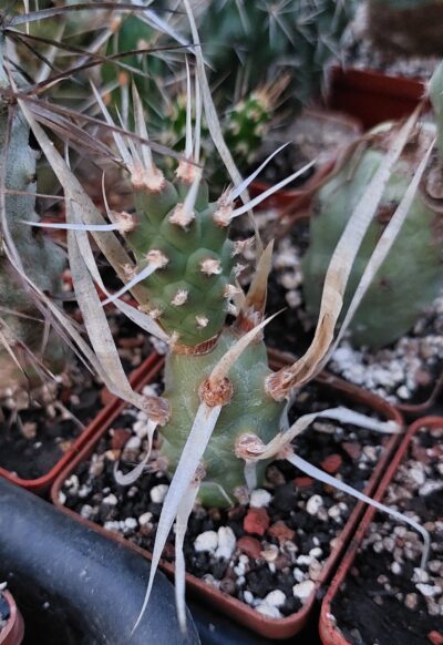 Tephrocactus articulatus v. papyracanthus