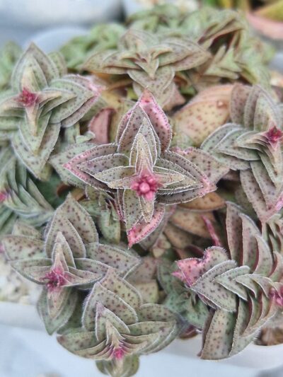 Crassula picturata - Зображення 3