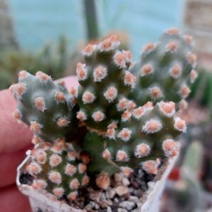 Tephrocactus molinensis | 96