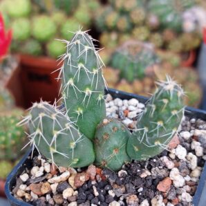 Maihueniopsis conoidea MK1431 | 56