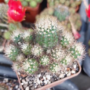 Lobivia schieliana