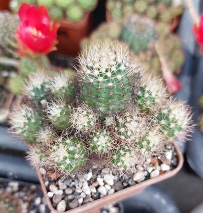 Lobivia schieliana
