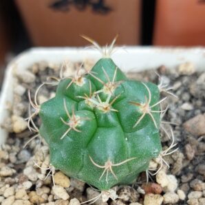 Matucana paucicostata